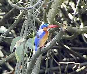 Funzi Kingfisher